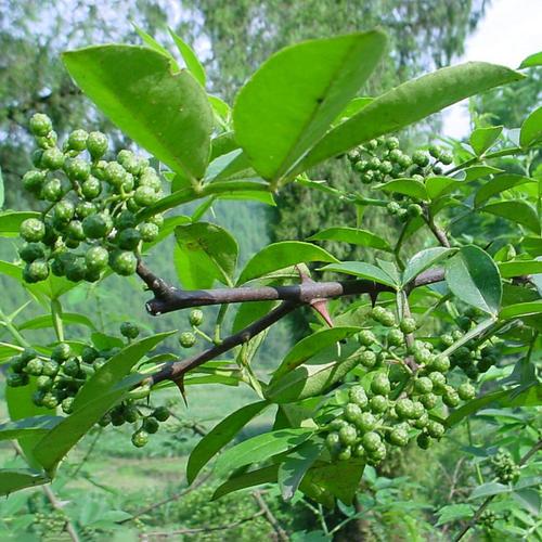 花椒樹(shù)苗木大紅袍花椒樹(shù)種子麻椒樹(shù)苗花椒苗花椒盆景綠植盆栽花卉_7折