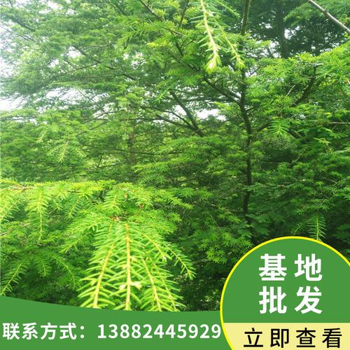 基地批發(fā)園林綠化工程苗木鐵杉樹(shù)苗 別墅庭院觀賞景觀樹(shù)苗遮蔭樹(shù)
