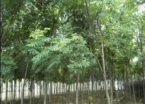 供應(yīng)臭椿樹苗-山東臭椿樹苗最新報價?春雨苗木基地_農(nóng)副產(chǎn)品