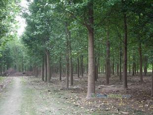 供應(yīng)☆銀杏樹,銀杏樹價格,最新銀杏樹價格★-園杰銀杏苗木基地 邳州市翔齊銀杏苗木基地_紡織皮革