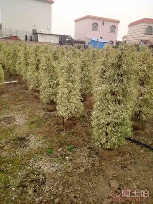 【星光榕大袋苗批發(fā)、量大優(yōu)惠】綠化苗木,價格,廠家,供應(yīng)商,花木,龍海市東泗興輝園藝場