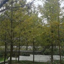 鹽城華盛苗圃 供應產品