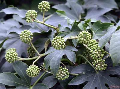 【農戶銷售優質八角金盤、現挖現賣】綠化苗木,價格,廠家,供應商,花木,龍海市東泗興輝園藝場 - 產品庫