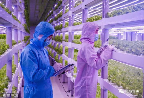 走進 植物工廠 探訪現代工廠化智慧育苗基地