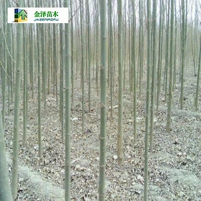 淮南速生柳遂寧速生柳煙臺速生柳_河北保定博野金澤綠化苗木基地_商國互聯網