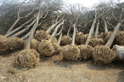 河北國槐樹國槐價格-城鎮(zhèn)綠化-供應-山東盈通苗木基地-一畝田農(nóng)產(chǎn)品商務平臺