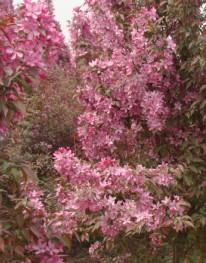 山東苗木網(wǎng)的功能及主推產(chǎn)品概況,山東苗木網(wǎng)的功能及主推產(chǎn)品概況生產(chǎn)廠家,山東苗木網(wǎng)的功能及主推產(chǎn)品概況價格