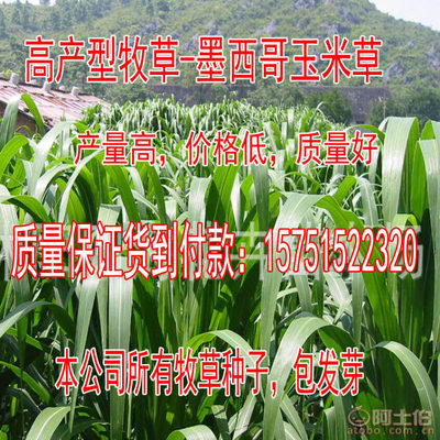 【牧草種子批發(fā)菊苣種子廠家直銷量大優(yōu)惠高丹草包發(fā)芽】沭陽學浩苗木場 - 產(chǎn)品庫