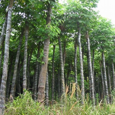 桂花樹02-文竹苗木