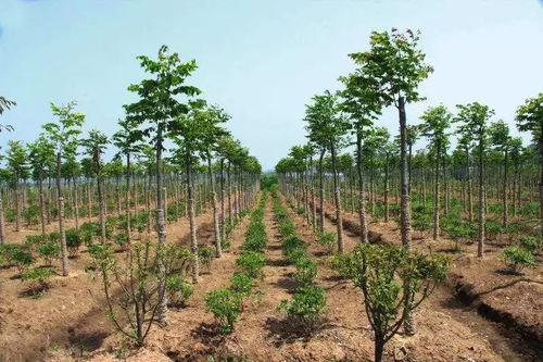 對當今苗木行業(yè)現(xiàn)狀及發(fā)展行情有何應對措施 哪些苗木將大受歡迎