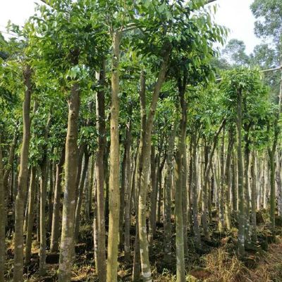 沉香苗木(奇楠苗木),沉香產(chǎn)品,化橘紅苗木,化橘紅產(chǎn)品