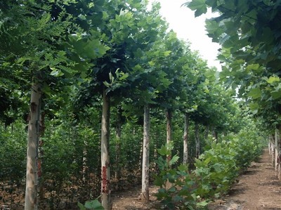 山東濟(jì)寧聚鑫源法桐苗木基地