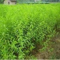 桃苗 桃樹實(shí)生苗 桃樹嫁接苗 占地大桃樹 桃苗價(jià)格[現(xiàn)貨供應(yīng)]_綠化苗木_世界工廠網(wǎng)中國產(chǎn)品信息庫