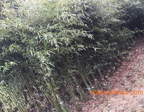 南天竹種植基地 山東青州綠化南天竹 潤澤竹子園藝,南天竹種植基地 山東青州綠化南天竹 潤澤竹子園藝生產(chǎn)廠家,南天竹種植基地 山東青州綠化南天竹 潤澤竹子園藝價(jià)格