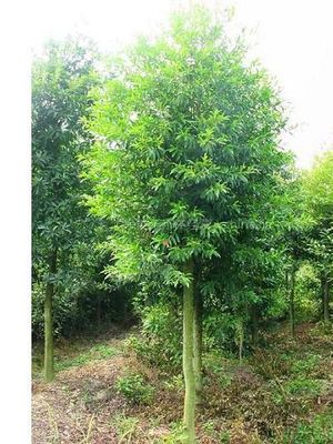 【供應(yīng)杜英 大杜英 杜英樹 杜英價格 湖南杜英圖片】供應(yīng)杜英 大杜英 杜英樹 杜英價格 湖南杜英 - 長沙市雨花區(qū)湖湘苗圃