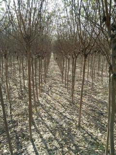 綠化苗木產品,苗木圖片信息 4