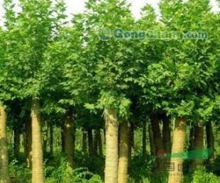 供應青州歐楓苗木大量出售北京欒,大量庫存可優惠!_農副產品_世界工廠網中國產品信息庫