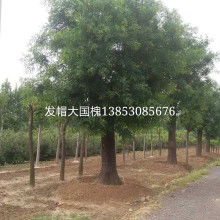 一片綠苗木基地