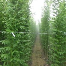 山東鴻森園林苗木基地