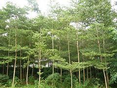 非常好的海南苗木出售,海口苗木圖片|非常好的海南苗木出售,海口苗木產品圖片由海南桂芝源實業公司生產提供-