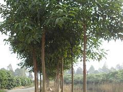 質量好的廣西綠化苗木優選廣西融通四海:防城港綠化苗木圖片|質量好的廣西綠化苗木優選廣西融通四海:防城港綠化苗木產品圖片由廣西融通四海貿易公司生產提供-