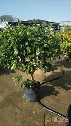 【球形含笑袋苗銷售、基地直銷、農(nóng)戶種植】綠化苗木,價格,廠家,供應(yīng)商,花木,龍海市東泗興輝園藝場 - 產(chǎn)品庫