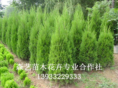 珍惜樹種小火炬_定州市森藝苗木花卉合作社_95供求網