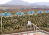 東北紅豆杉1-30年生 灌木、喬木 均有銷售[供應]_綠化苗木_世界工廠網(wǎng)中國產品信息庫