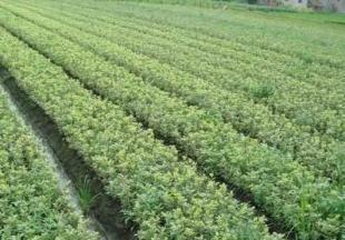 工程綠化苗木&mdash;金邊黃楊_農副產品_世界工廠網(wǎng)中國產品信息庫