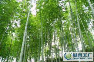 綠化苗木竹子《毛竹》《叢生毛竹》《竹苗》基地_農副產品_世界工廠網(wǎng)中國產品信息庫