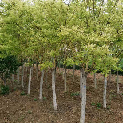 苗木基地 黃金槐 金枝國槐苗木 黃金槐苗木價格 規(guī)格齊全圖片_高清圖_細節(jié)圖