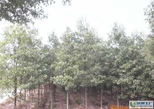 各種綠化樹苗,苗木,樟樹,桂花樹,鐵樹等_農(nóng)副產(chǎn)品_世界工廠網(wǎng)中國產(chǎn)品信息庫