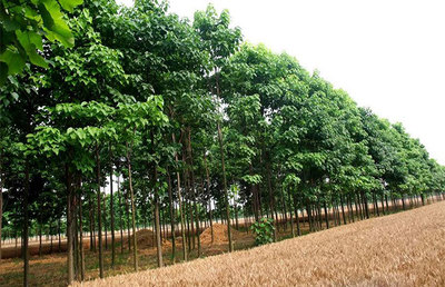 2019年全國(guó)這些苗木供不應(yīng)求