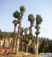 最新0 綠化苗木 喬木 優(yōu)質(zhì) 樟樹(樹形優(yōu)美)_農(nóng)副產(chǎn)品_世界工廠網(wǎng)中國(guó)產(chǎn)品信息庫(kù)