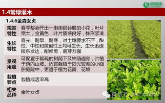 綠城集團(tuán)園林軟景苗木圖譜 全套