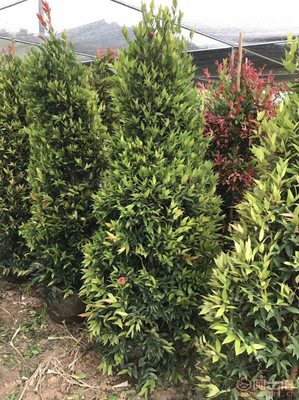 【江西綠化苗木袋苗紅車、農(nóng)戶種植】綠化苗木,價格,廠家,供應商,花木,龍海市東泗興輝園藝場 - 產(chǎn)品庫