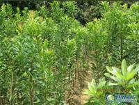 楊梅果苗楊梅果苗批發(fā)楊梅果苗價格楊梅果苗基地[供應]_綠化苗木_世界工廠網(wǎng)中國產(chǎn)品信息庫