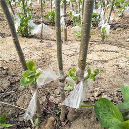 新聞熱點(diǎn) 平壩0.8公分 次郎甜 柿子苗生長習(xí)性 易成活易管理