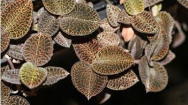 元盛堂金線蓮加盟項(xiàng)目怎么樣