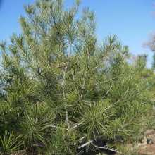 藍(lán)田常青源苗木公司