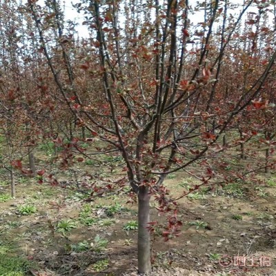 【誠信經營海棠苗廠家木瓜海棠的價格】泰安高新區旺運苗木中心 - 產品庫