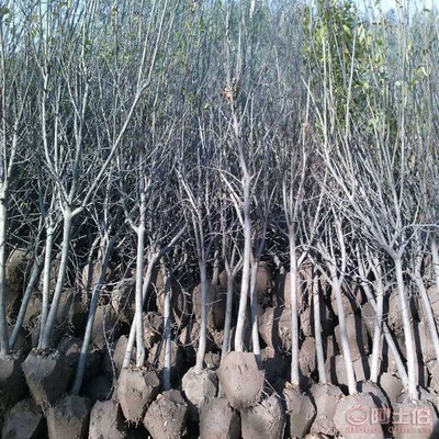 【山楂苗供應商, 推廣山東有種山楂苗基地嗎批發】泰安高新區旺運苗木中心 - 產品庫