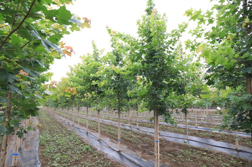 高溫多雨桑拿天，苗木養(yǎng)護管理全攻略