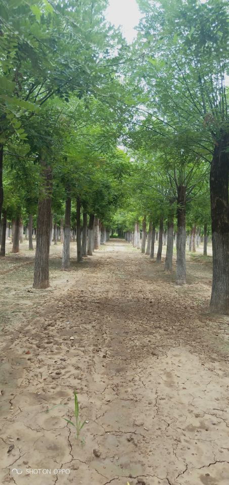 21公分白蠟博冉苗木誠信服務(wù) 專業(yè)苗木供應(yīng)，品質(zhì)保證