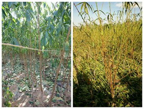 煙富3蘋果苗自產(chǎn)自銷 品質(zhì)保障與市場前景