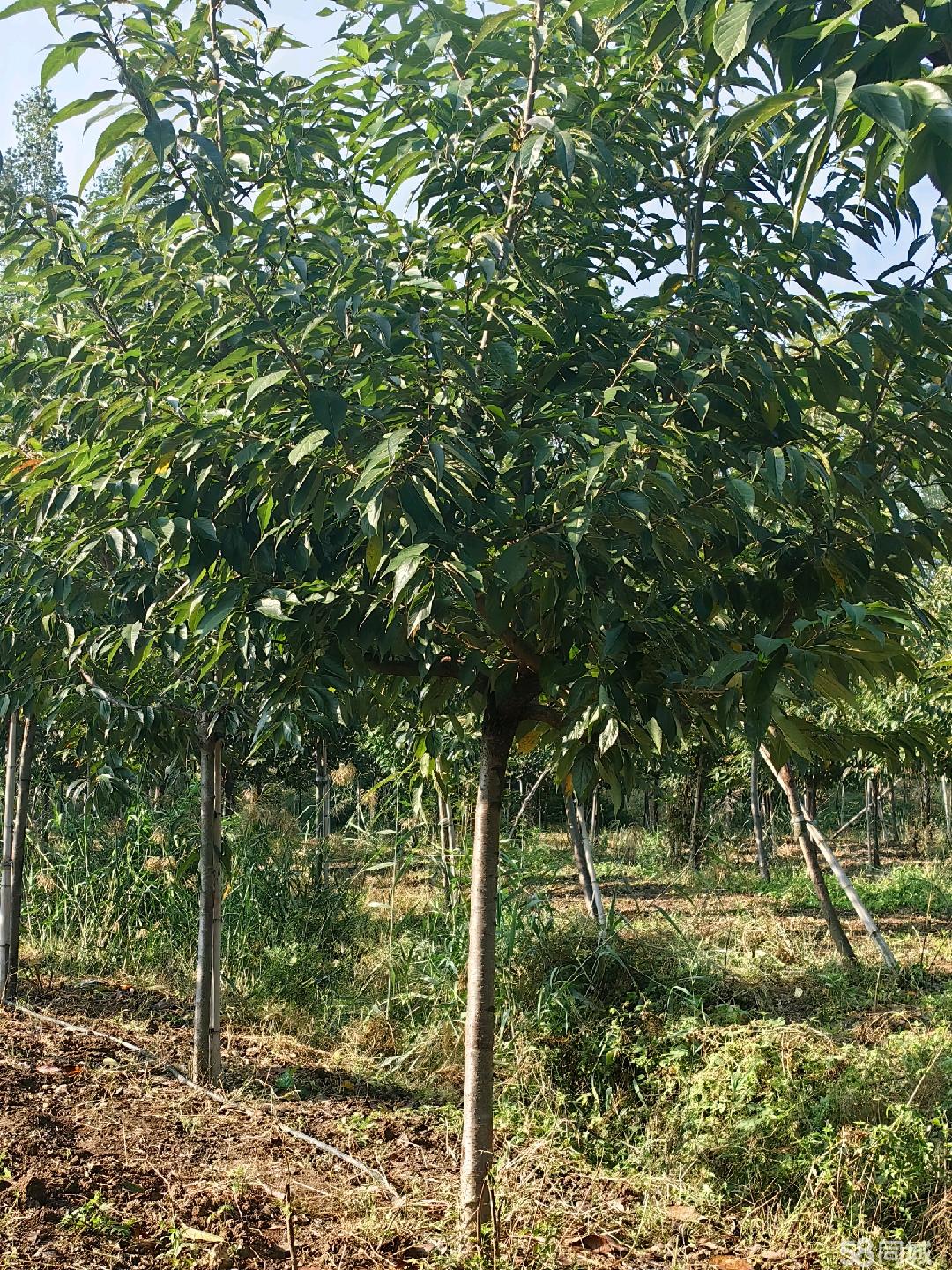 棗莊58同城 高效便捷的苗木交易平臺，助力綠色產(chǎn)業(yè)發(fā)展