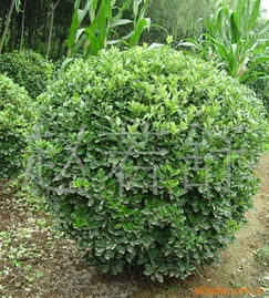 火爆直銷優(yōu)質(zhì)綠化苗木 探索海桐小苗與海桐球的園藝價值與市場前景